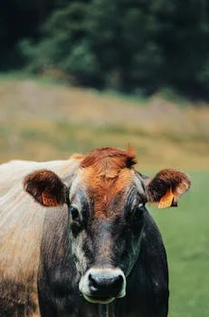 MBR 设备处理养牛废水方案 - MBR 设备选型关键参数与成本控制策略