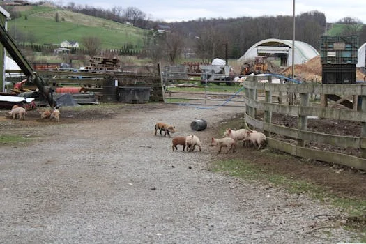 养猪场废水处理工艺 - 7种养猪场废水处理主流工艺对比与技术参数