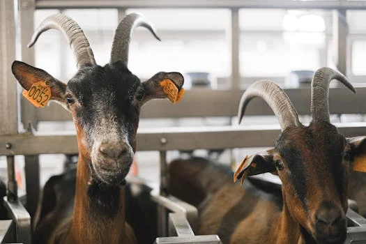 CASS工艺在养殖废水处理中的应用 - 常见问题