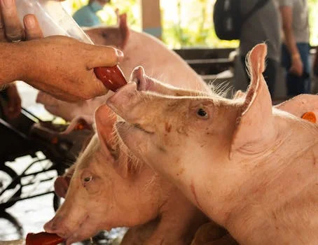 气浮机处理养猪废水方案 - 工程案例：万头猪场气浮机+UASB工艺实测数据