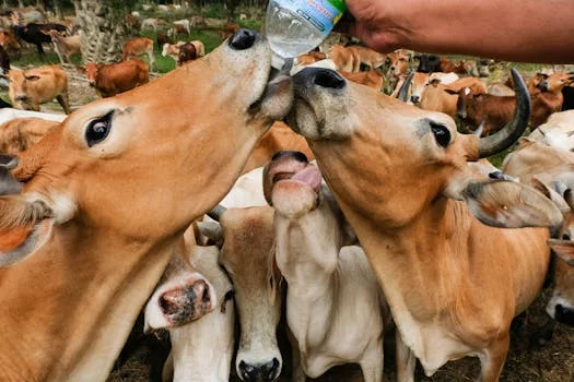 二氧化氯发生器处理养殖废水方案 - 相关产品推荐