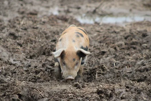 臭氧设备处理养猪废水方案 - 常见问题