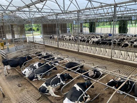 一体化设备处理养牛废水方案 - 一体化设备处理养牛废水的工艺选型对比