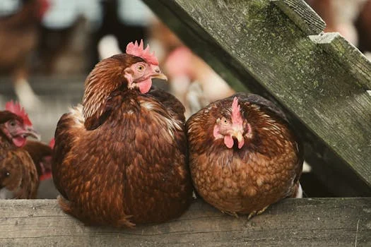 芬顿反应器处理养鸡废水方案 - 养鸡场芬顿废水处理系统设计计算实例