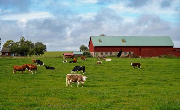加药装置处理养殖废水方案 - 加药装置+MBR一体化设备组合工程案例