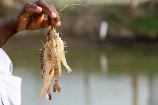 UASB反应器处理水产养殖废水方案 - 相关产品推荐