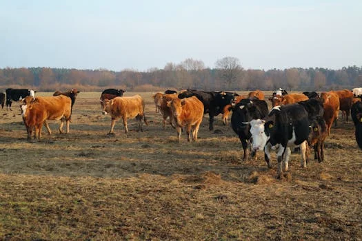 UASB反应器处理养牛废水方案 - 养牛废水UASB工程案例与投资效益