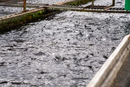 荆州市江陵县污水治理方案 - 江陵县水产养殖尾水治理工艺路径